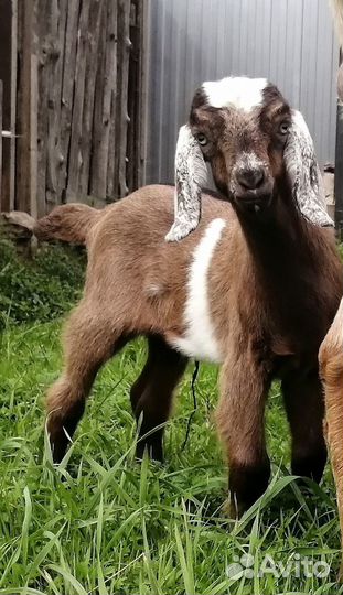 Козлик 80+ Англо-нубиец