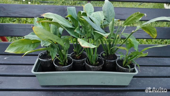 Спатифиллум (женское счастье)