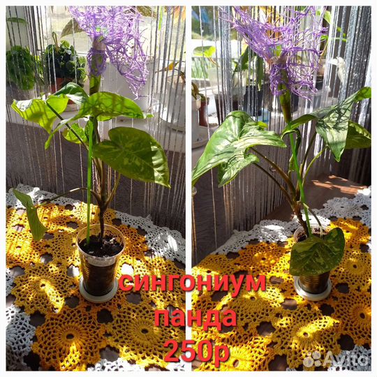 Сингониум и Сингониум Панда