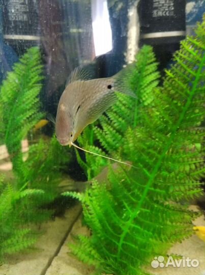 Аквариумные рыбки