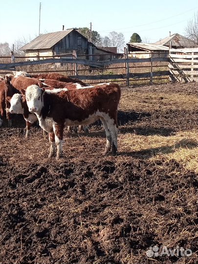 Бычки- Телки