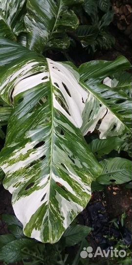 Монстера lechleriana variegated