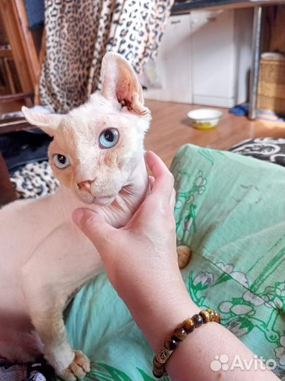 Сфинкс бесплатно