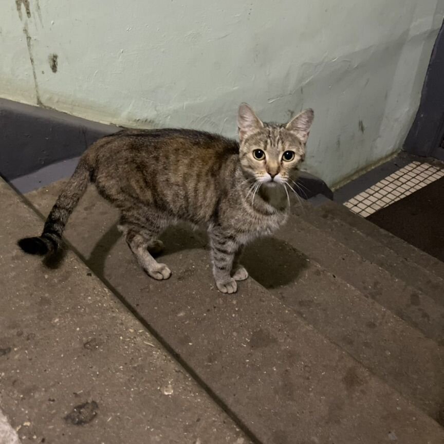 Котят сьедают крысы. Домашняя ласковая