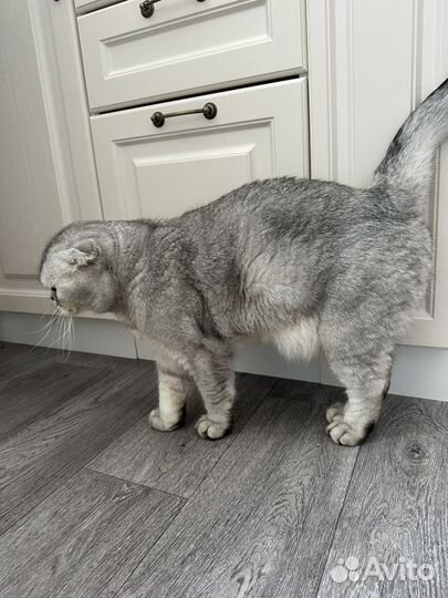 Шотландский вислоухий кот