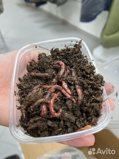 Наживка: червь,опарыш