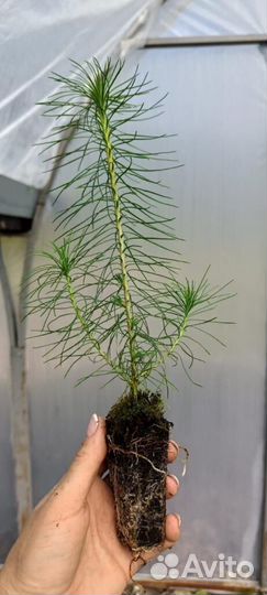 Саженцы сосны окс