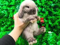 Вислоухий карликовый кролик - супер мини