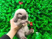 Вислоухий карликовый кролик минилоп - супер мини