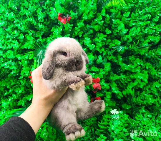 Вислоухий карликовый кролик - супер мини объявление продам
