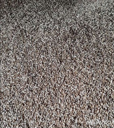 Сахарная свёкла, Кормовая кукуруза на корм