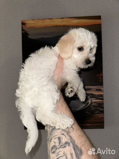 Малыш мальтипу 2 месяца