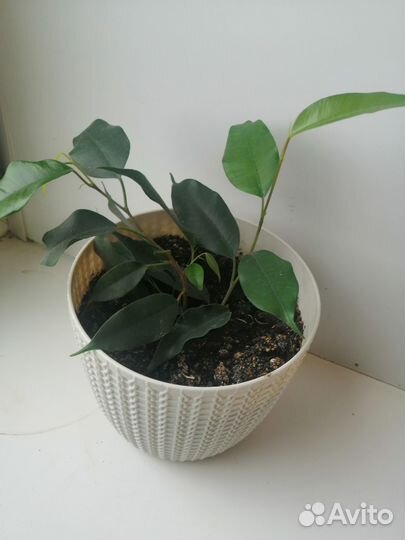 Фикус Бенджамина