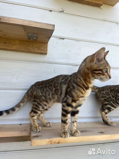 Бенгальская кошка