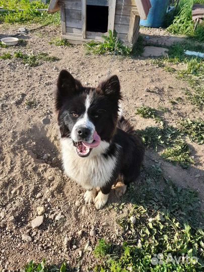 Щенок Хаски