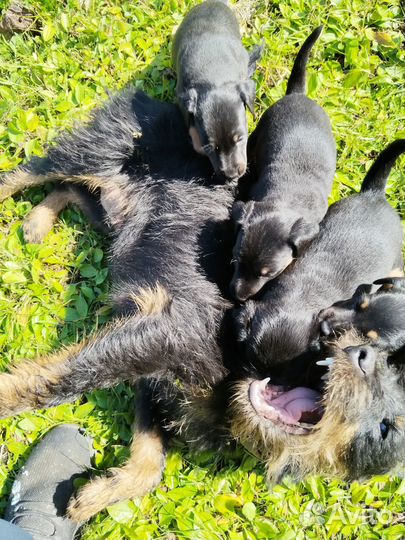 Продам щенков