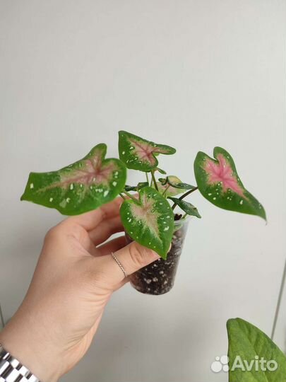 Домашний цветок Каладиум