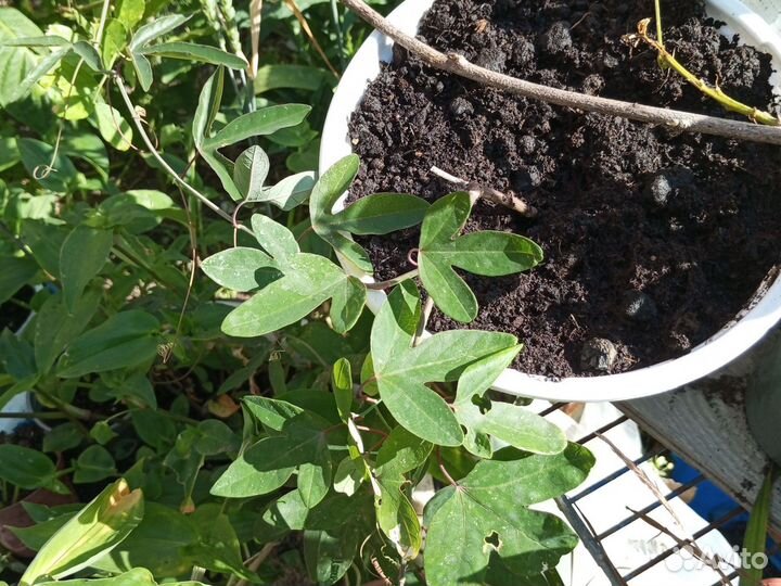 Пассифлора