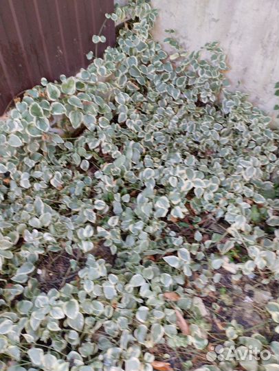 Обмен или продам Барвинок вечнозеленый, 2 сорта