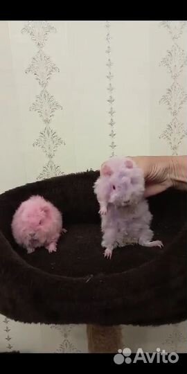 Морские свинки