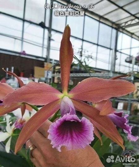 C.(L.) tenebrosa sib