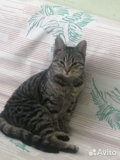 Пристраиваем в добрые руки