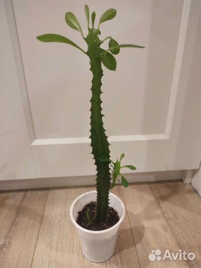 Молочай 2х видов, Толстянка, Лимончики, Бальзамин