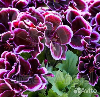 Герань пеларгония королевская