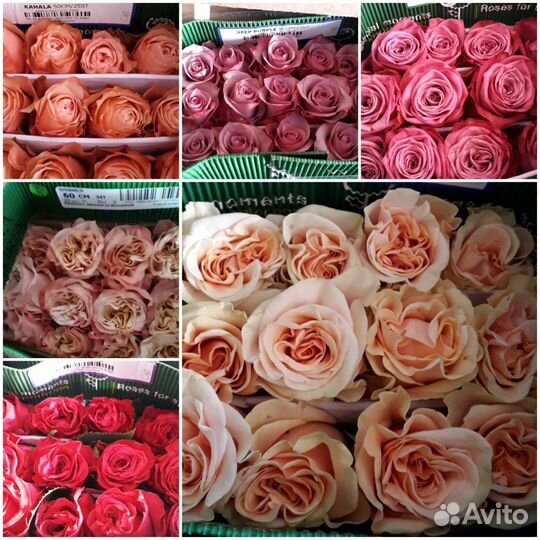 Оптoвыe постaвки цветов из Эквадора,Гoлландии