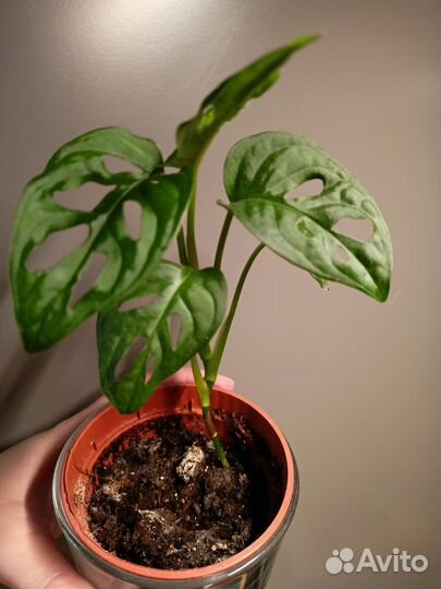 Комнатные цветы спб