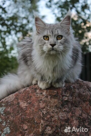 Кошки мейн-кун