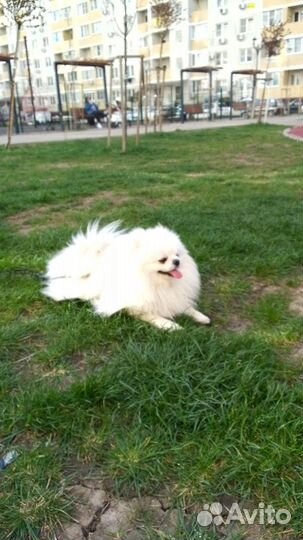 Немецкий шпиц вязка (мальчик)