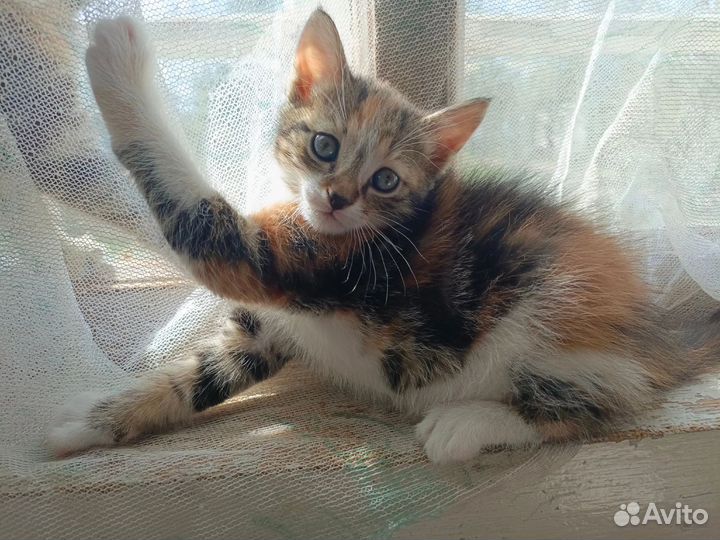 Кошка