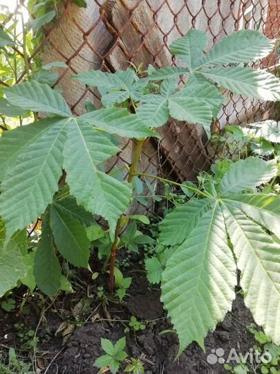 Каштан саженцы