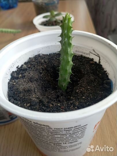 Комнатные растения