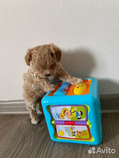 Мальтипу f1 micro mini N1 Russia готова к продаже