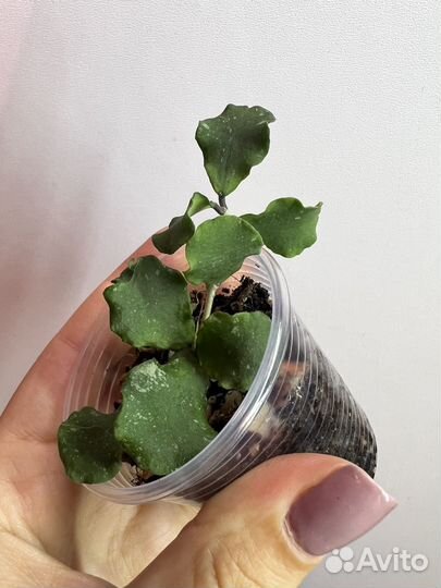 Комнатные растения