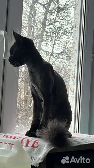 Кот мейн-кун