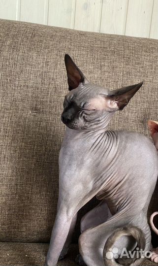 Донский сфинкс мальчик