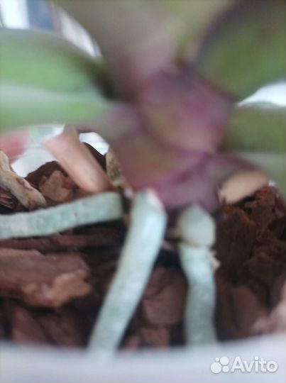 Орхидея фаленопсис