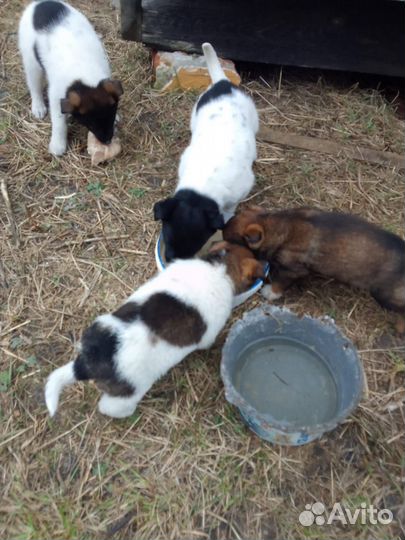 Щенки лайки и шарпея