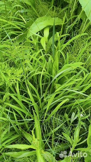 Сено луговое