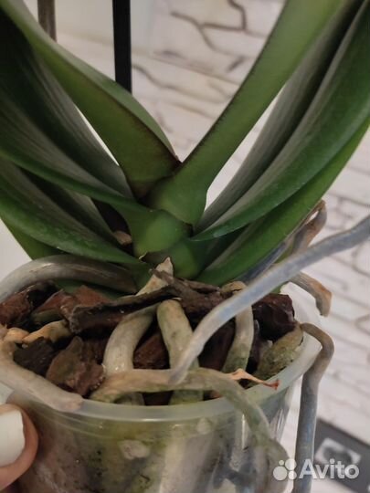 Орхидея фаленопсис