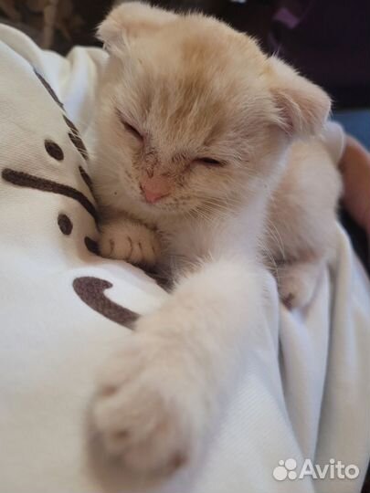 Котята в добрые руки бесплатно