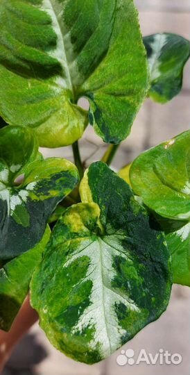 Сингониум Scrambled Eggs