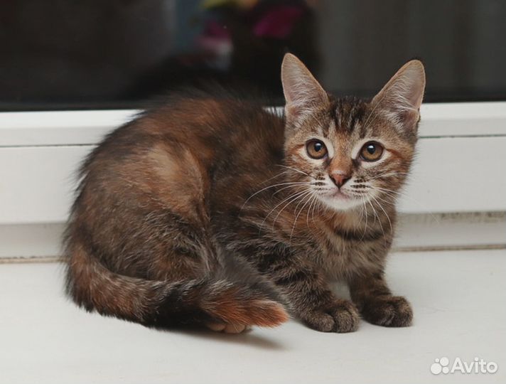 Кошечка Гермиона, 3 мес