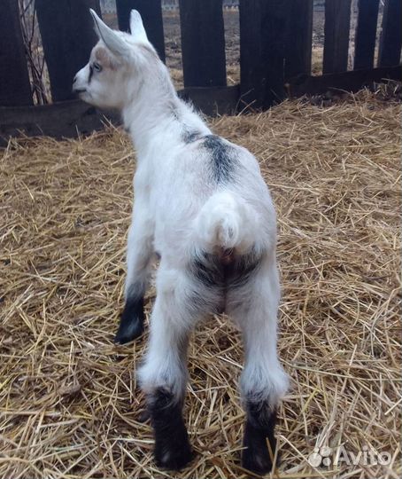 Козлята альпийские продаем или меняем на птицу