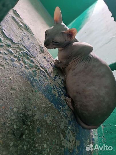 Донской сфинкс