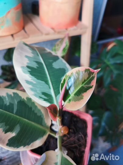 Фикус эластика тинеке