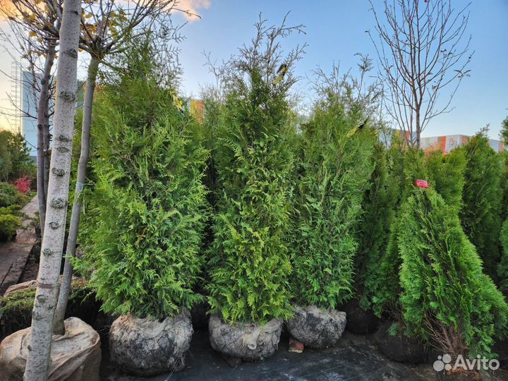 Туя брабант стриженная 2-2,3 m
